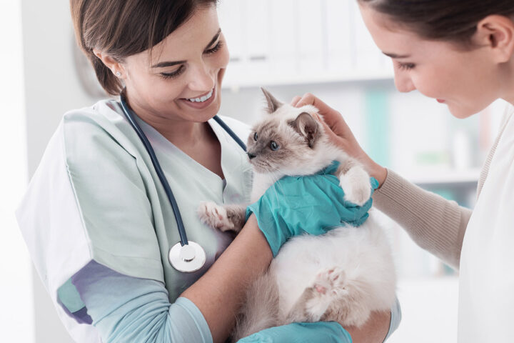 Spitz VetCare
